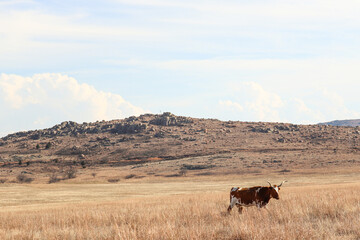cows in the mountains