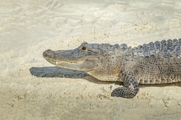 An alligator on sand in the Everglades, Florida
