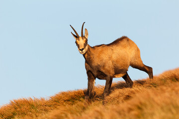 Chamois, Rupicapra rupicapra tatrica, lit by warm sunset light on dry grass in the autumn with blue sky in the background.