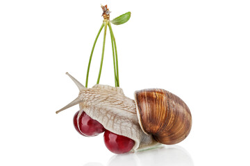 Garden snail with cherry isolated on white background