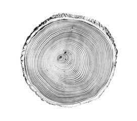 Wood texture of growth ring pattern from a slice of tree. Cut monotone wooden stump isolated on...