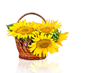 Sunflowers in basket isolated on white background