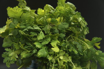 Close up of fresh cilantro herb spice plant leaves