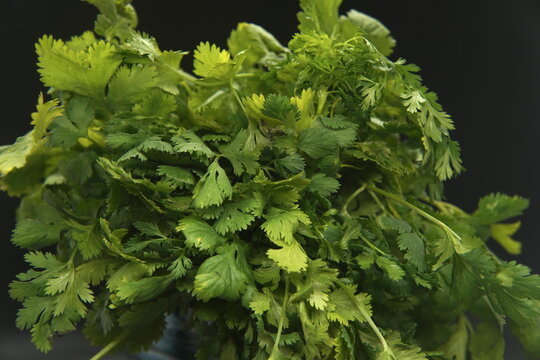 Close Up Of Fresh Cilantro Herb Spice Plant Leaves