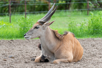 Common Eland (Taurotragus oryx) is the largest of the African antelope species.