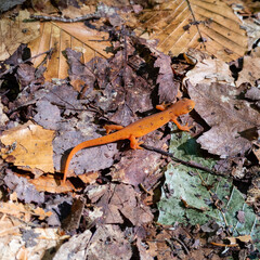 orange gecko on fall leaves