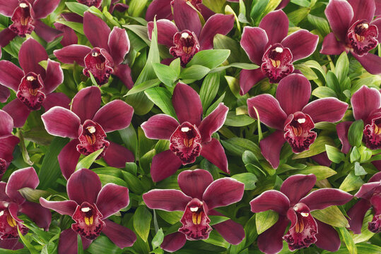 Beautiful orchid flowers bouquet background