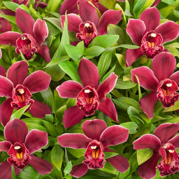 Beautiful orchid flowers bouquet background