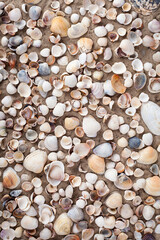 Mixed colorful sea shells as background. Seashells, pearls on summer beach and sand