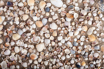 Mixed colorful sea shells as background. Seashells, pearls on summer beach and sand