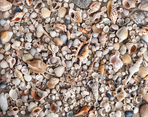 Mixed colorful sea shells as background. Seashells, pearls on summer beach and sand