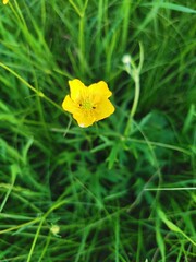 yellow butterfly on green leaf