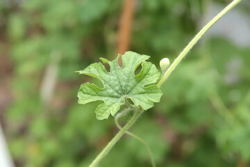 Leaf of bitter gourd on its vine on blurred background.