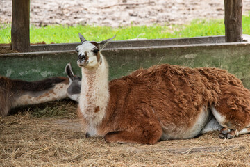 Lama in captivity. Lama in zoo
