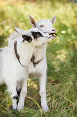 Two funny goats on a green grass background outdoors in summer day. Animals