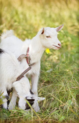 Two funny goats on a green grass background, outdoors
