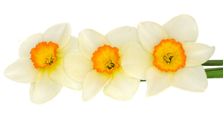 Daffodils isolated on white background