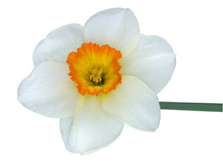 Fototapeta na wymiar Flower Narcissus isolated on white background