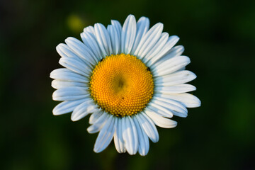 Fototapeta premium chamomile petals on a flower bed