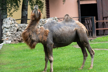 Bactrian Camel in the zoo