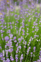 Lavender Flowers Background, outdoor, summer day