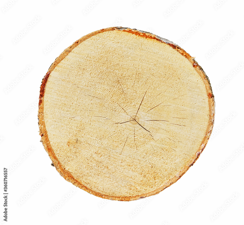 Wall mural wood texture of growth ring pattern from a slice of tree. cut monotone wooden stump isolated on whit