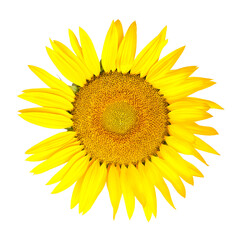 Sunflower. Yellow flower isolated on white background. Summer holiday concept