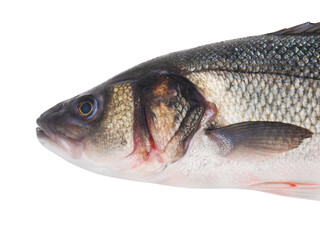 Sea bass fish close up on white background