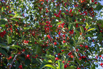 Red cherry on a branch shortly before harvesting in early summer.