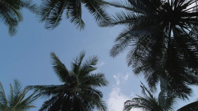 sunny day in the jungle. A tropical forest. Bottom view on the crowns of lush palm trees and tropical trees. Blue sky with white clouds. Untouched nature.