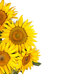 sunflower bouquet isolated on white background. Copy spase, flat lay, top view, Holiday symbol. Greeting card