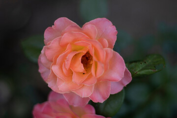 yellow rose in garden