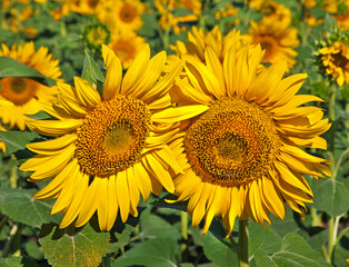 Obraz premium Two yellow sunflower with green leaves outdoors