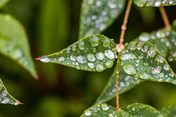rain drops on a leaf