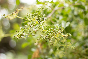Bright seedlings on tree