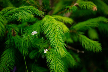 close up of green pine needles