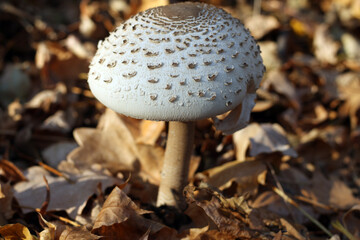 mushrooms in the forest