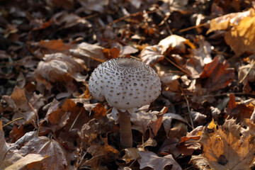 mushroom on the moss