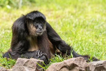 A black monkey is sitting in the grass