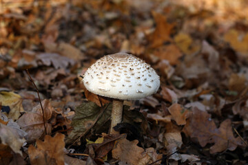 mushroom in the woods