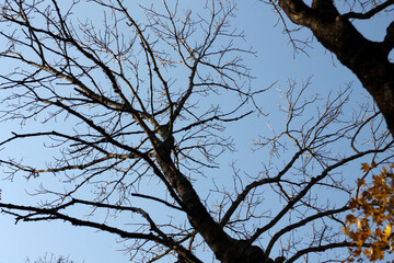 tree branches against blue sky