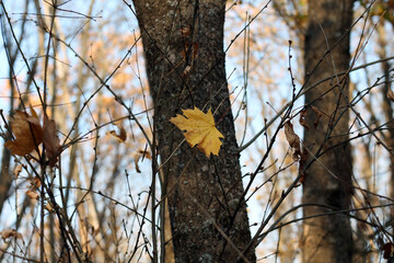 squirrel on a tree