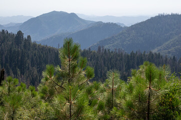 sequoia trees in the mountains