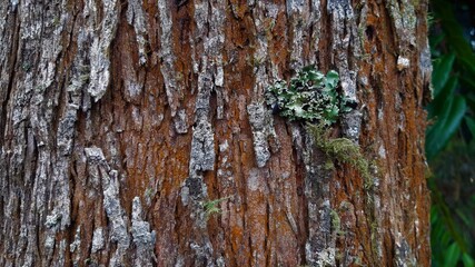 moss on tree