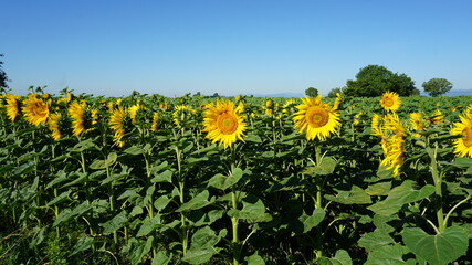 Fototapeta na wymiar sunflowers in Heidolsheim in the Alsace region in France in the month of June 