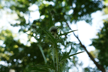 A thistle blossoms along the way in the middle of the forest in Bavaria