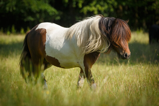 รูปภาพIslandpony – เลือกดูภาพถ่ายสต็อก เวกเตอร์ และวิดีโอ1,983 | Adobe ...