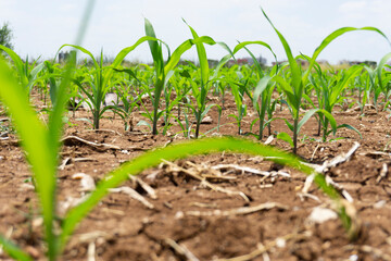 Fototapeta premium Green corn maize plants on a field. Agricultural landscape.