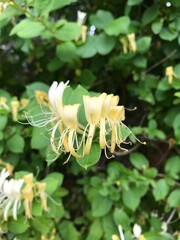 close up of a honeysuckle plant 