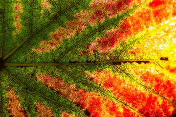 A leaf of grapes changes color in the fall. Autumn leaf texture as background